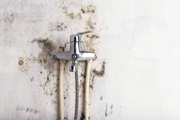 Best Residential Mold Removal  in Roy, UT