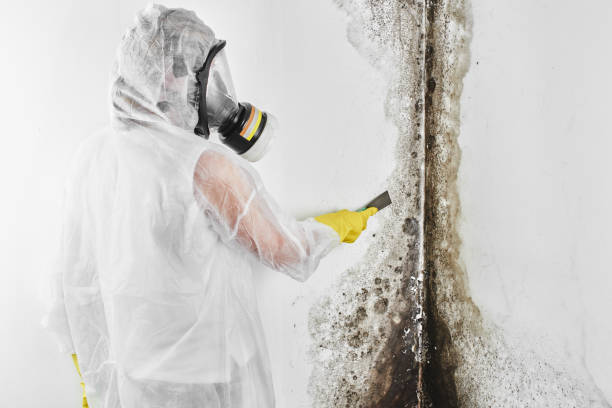 Best Home Mold Removal  in Roy, UT