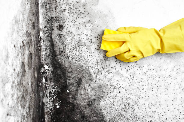 Best Same-Day Mold Removal  in Roy, UT