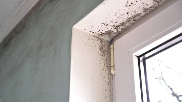 Professional Mold Removal in Roy, UT