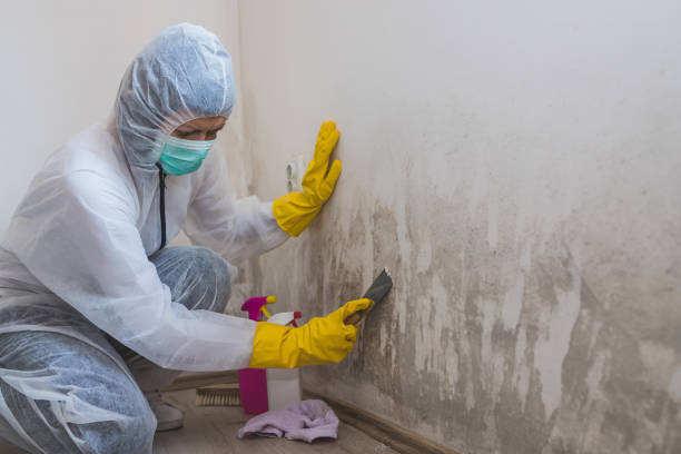 Best Fast Mold Removal  in Roy, UT