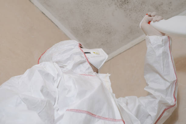 Best Black Mold Removal  in Roy, UT