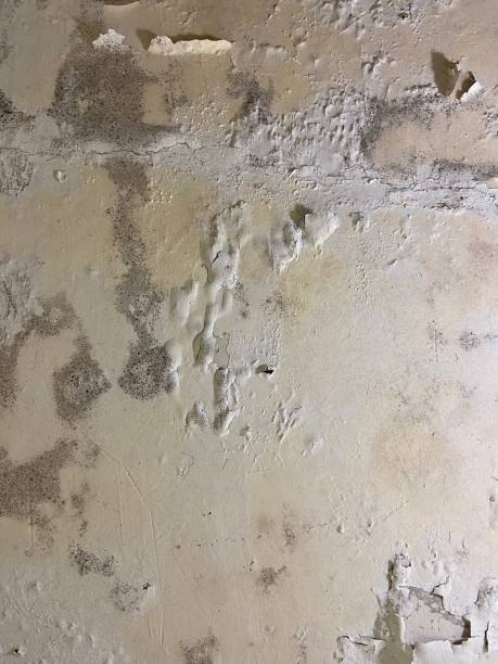 Best Mold Testing  in Roy, UT
