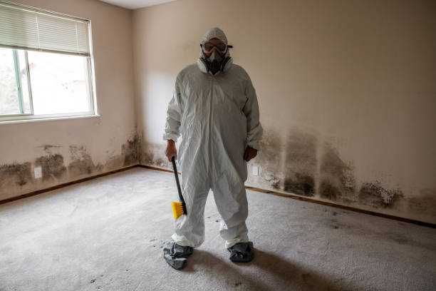 Best Commercial Mold Removal  in Roy, UT