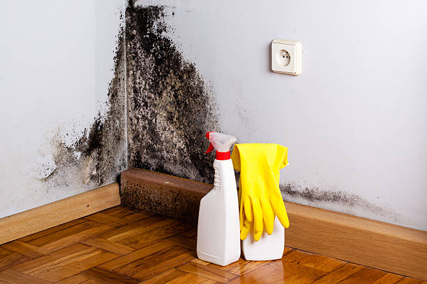 Office Mold Removal Services in Roy, UT