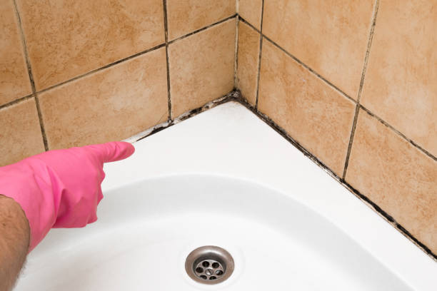 Best Toxic Mold Removal  in Roy, UT